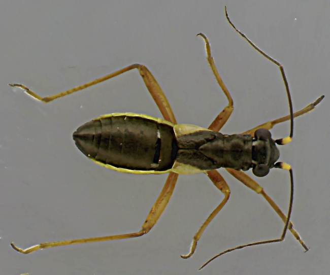 Pithanus maerkelii.jpg